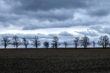 Row of trees
