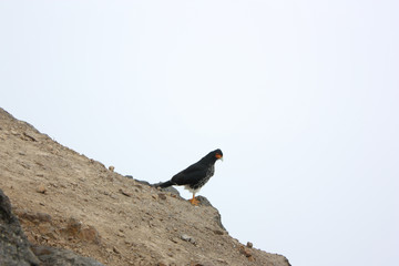 Águila de ruca con pico azulado sobre piedras en volcán Pichincha 