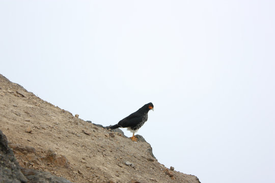 &Aacute;guila de ruca con pico azulado sobre piedras en volc&aacute;n Pichincha 