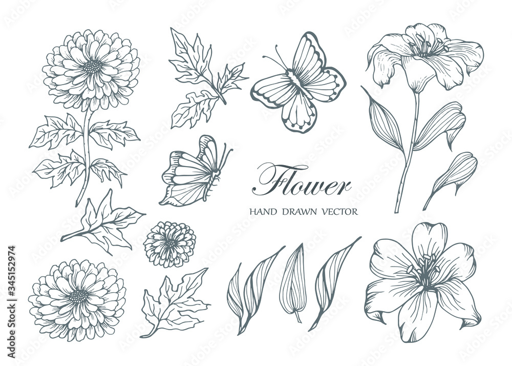 Wall mural Sketch Floral Botany Collection. Flower drawings. Black and white with line art on white backgrounds. Hand Drawn Botanical Illustrations.Vector.3