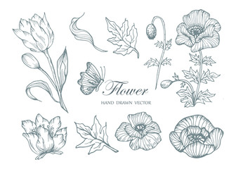 Sketch Floral Botany Collection. Flower drawings. Black and white with line art on white backgrounds. Hand Drawn Botanical Illustrations.Vector.