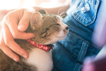 animal background cat cute best friend on hug women girl and process soft focus tone