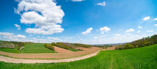 Fototapeta premium View of a wheat field in Kansas. grass on blue sky background. Green Kansas wheat