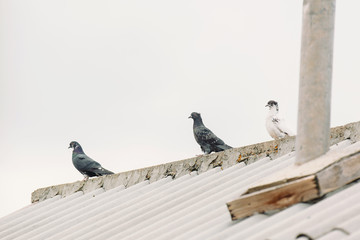 Some very cute pigeons on the house