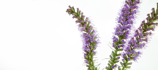 Liatris - Kobold purple stem flower on white background with room for type 