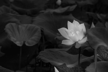 Black and white photos, white lotus blossoms blooming