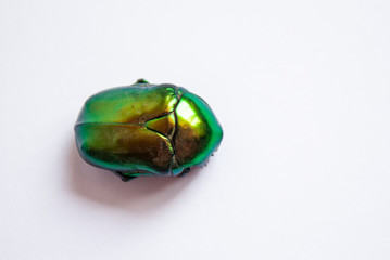 large green beetle close-up on a white background top view