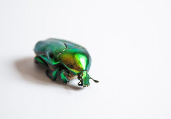 large green beetle close-up on a white background. family beetle cetonia aurata.