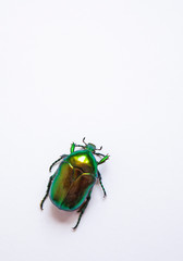 big green beetle on a white background top view