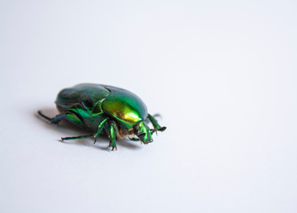 big green beetle close-up creeps on a white background