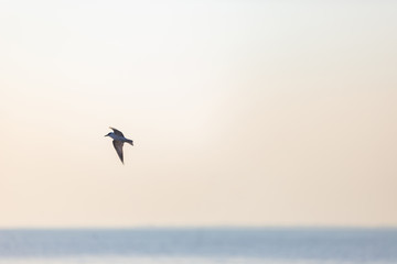 Seagull at Bang Pu Recreation Center is a seaside resort on the Bay