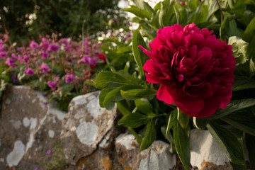 Red Peony Flower Head on Old Stone Wall