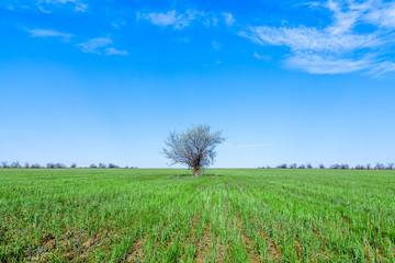 Fototapeta na wymiar lonely tree standing in a field