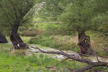Obraz premium View into a small wetland, a swamp with willow trees in Havelland, Brandenburg.