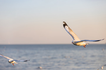 Fototapeta na wymiar Group of seagulls at Bang Pu Recreation Center is a seaside resort on the Bay