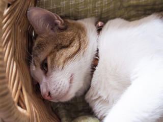 sick brown cat sleeping with exhaustion Health care and illness of pet.