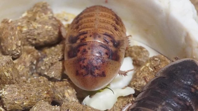 Timelapse video of blaptica dubia roaches eating cabbage