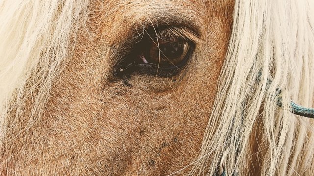 A horse's eye.
