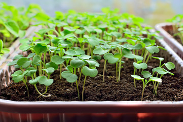 Arugula seedlings close up growing on the windowsill