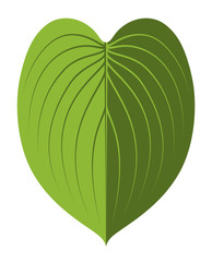 hosta leaf