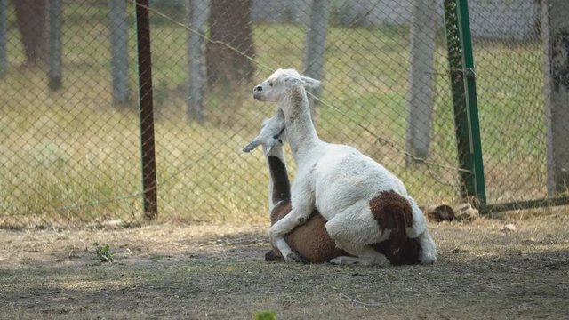 lama has sex