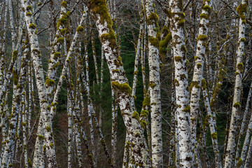 Mountain Ash Trees Along The Forest Road