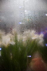 Flowers and light garlands behind the glass