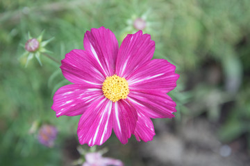 Fototapeta premium Bright large flower. Close-up of the cosmea flower. background, postcard.