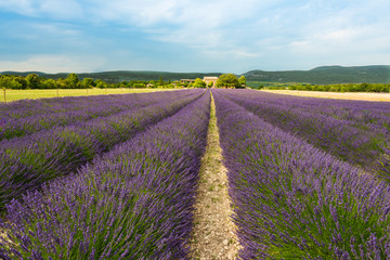 Naklejka na ściany i meble lavender field in provence france