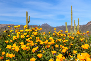 Mexican Poppies in Arizona
