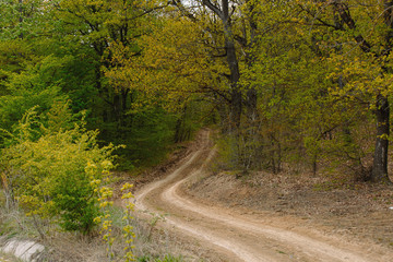 spring, nature and the country road