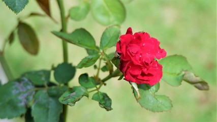 Red  beautiful rose  flower in the garden 