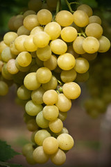 Yellow Grapes Close Up - Italian Vineyard on Mount Etna, Sicily