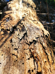 The bark of the tree with reliefs in sunlight.