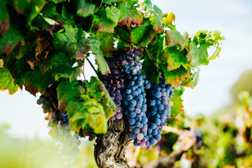  Grape Vine with Leaves Close Up – Italian Vineyard on Mount Etna, Sicily – "Nerello Mascalese" DOC Wine © ItalianFoodProd