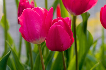 Fototapeta premium closeup of pink tulip flowers on green background in garden