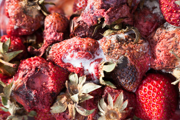 Rotten strawberries on the landfill