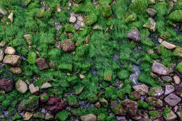 green seaweed on colorful stones