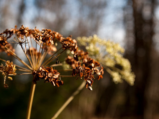 Spring in the forest