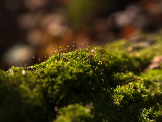 Moss on the tree