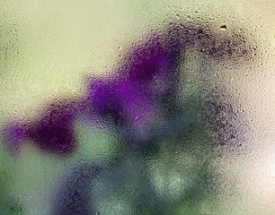 Purple flowers behind the wet glass