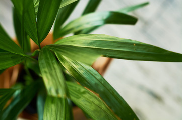 Green big plants in pots in the house.