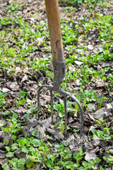 Pitchfork stuck in ground. Garden tools. Spring work in the garden. Preparation for cleaning old foliage.