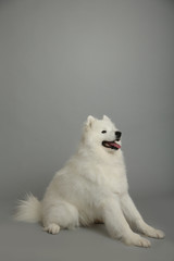 White big dog, sitting on a grey background and looking away. In full growth