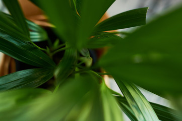 Green big plants in pots in the house.