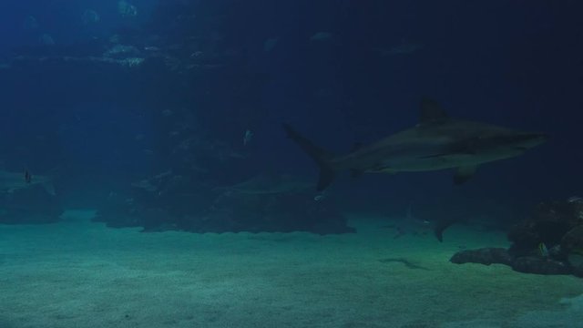 Pack of sharks in school of fish underwater