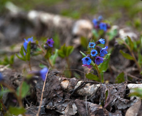 The blue flowers in the forest