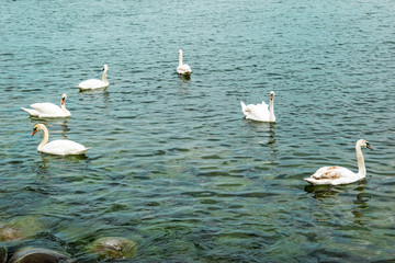 Łabędzie pływające w zatoce © Iwona