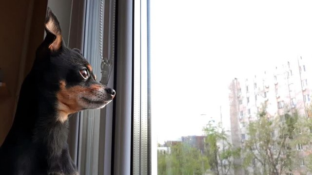 Small cute black dog of the Toy Terrier breed sist sad by the window on the  windowsill,looks out into the street and waits for the owner.Concept of stay at home,stay safe