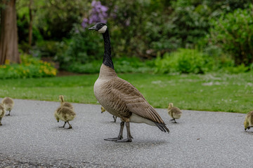 Canada goose and babies